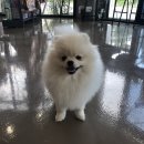 내일더예쁘개 이미지