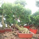 마르띠노 이미지