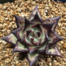 시커먼스 이미지