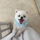 사르르몽몽 네이버블로그