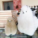 흰당나귀 이미지