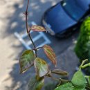 썬라이즈 이미지