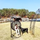 노블라인 도베르만 이미지