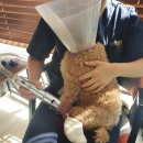 24시 언제나 동물병원 이미지