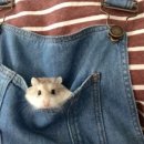 귀여운아기별 Daum카페