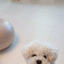 주식회사 알파사료 | 국개대표 알파 관절사료, 3개월 급여 후기