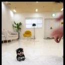 강아지분양 고양이분양 포근퍼피 네이버블로그