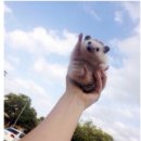 꿍까 이미지