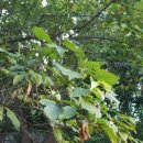 행림의원 이미지