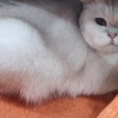 달빛냥살롱 이미지