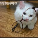 견우애견 네이버블로그