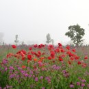 대산체육공원 이미지