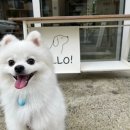 댕댕레시피 이미지