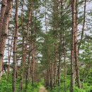 편백나무숲민박 이미지