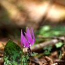 소나타 PC 이미지