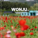 이평9 마을진입로 | 원주 용수골 양귀비 축제 입장료 볼거리 원주 관광지 여행