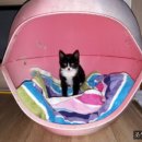 강아지와 고양이 이미지