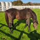 송마목장 이미지