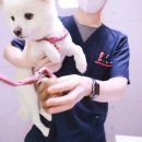 김해동물메디컬센터 | 김해동물병원추천 김해동물메디컬센터 : 4살 강아지 건강검진 후기