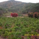 소나무농장 이미지