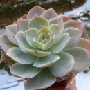 도밍고 - 65868 | 도밍고