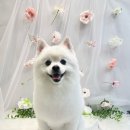 퍼피글랫 네이버블로그