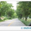 농암면 율수리 가로수길 이미지