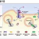 칼륨경쟁적 위산분비억제제(P-CAB) 케이캡정 25 mg, 50 mg 이미지