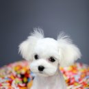 멍멍뷰티 이미지