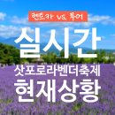 라벤더 민박 | 삿포로 비에이 버스투어 실시간 라벤더 축제 7월 8월 여름 날씨 옷차림 💜