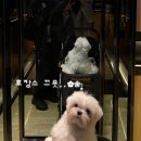 서울애견 | [여의도] 서울 콘래드 호텔 애견동반 투숙 후기 내돈내산 리뷰
