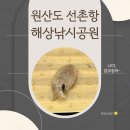 원산도 선촌 해양낚시터 | 원산해상낚시공원 오천항 선촌항 배시간표 (25년9월)