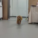 땡일리 애견 유치원 네이버블로그
