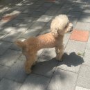 모쿠, 또모쿠 이미지