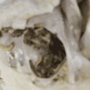 하림생닭 이미지