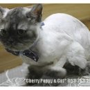 뽀꼬뽀꼬샵(#) 이미지