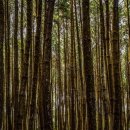 피톤치드 이미지