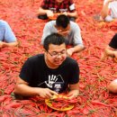 빨간고추 이미지