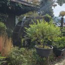 흥부바지걸쳐입고 이미지