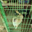 창규 | 울산 유기견봉사활동 &lt;미미의 행복한 보호소&gt; 250823 토요일 후기💖