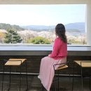 (주)신흥대전지점 | 대전 벚꽃 명소 대청호 벚꽃 실시간 축제 카페 샤를몽탁 대청호 벚꽃뷰