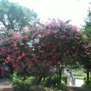 백일홍상사 이미지