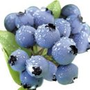 블루베리의 효능 [ Highbush blueberry ] 이미지