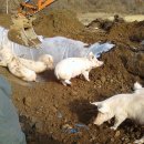 웅담2리 이미지