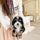 아이퍼피 이미지