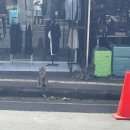 블루몽키 | 발리 우붓 3박4일 여행| DAY3 블루라군 스노쿨링, 몽키포레스트(원숭이 셀카 후기)