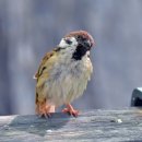 새들목장 이미지