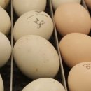 청계마을민박 이미지