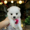 베스애견 이미지