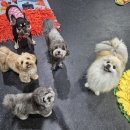 위드온 반려견 교육센터 | 일산애견유치원 믿고 선택한 위드온반려견교육센터